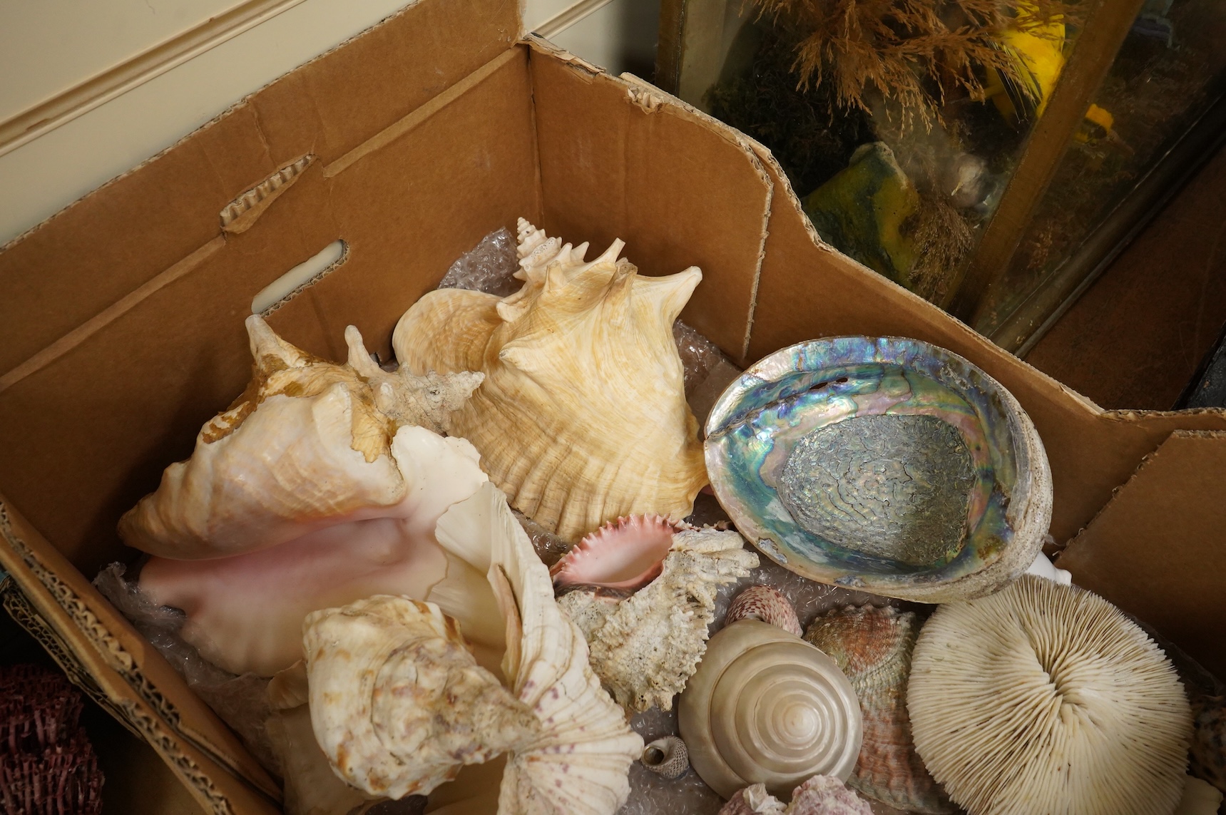A collection of marine shells, echinoids, coral samples, fossil samples, etc.